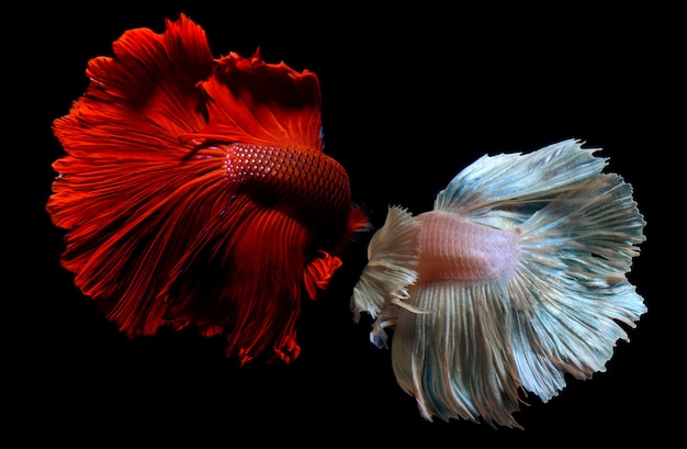 Betta or Saimese fighting fish.