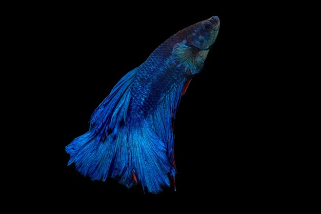 Betta siamese fighting fish isolated on black background