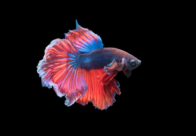 Betta splendens, 검은 배경에 고립 된 아름다운 싸우는 물고기, 태국의 민물 고기