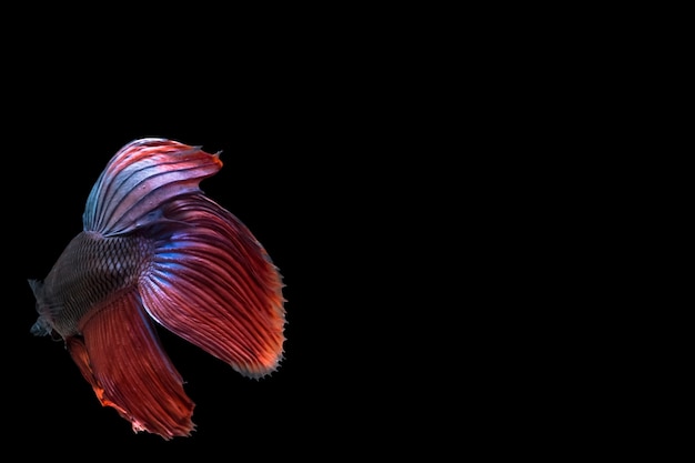 Betta splendens 중국 물고기