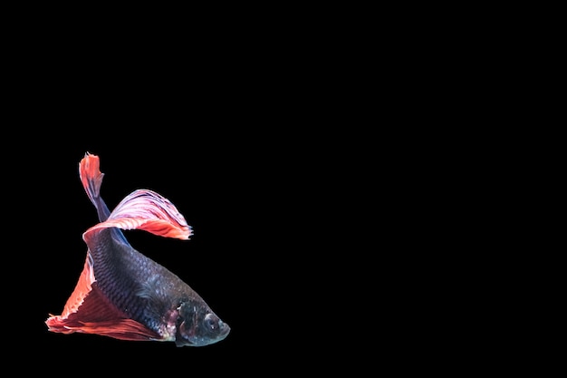 Betta splendens中国の魚