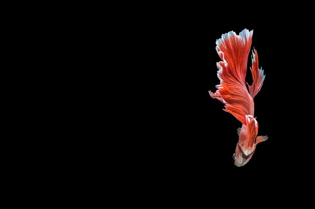 Betta splendens 하프 문 레드