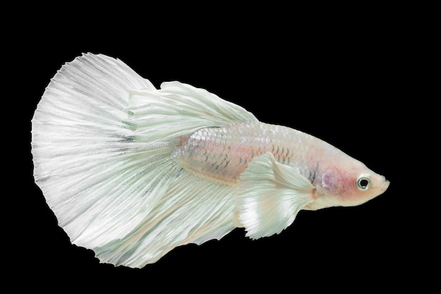 Betta Splendens 하프 문 화이트