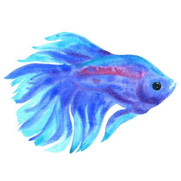 Betta splendens, изолированные на белом Голубая рыба Акварельные иллюстрации