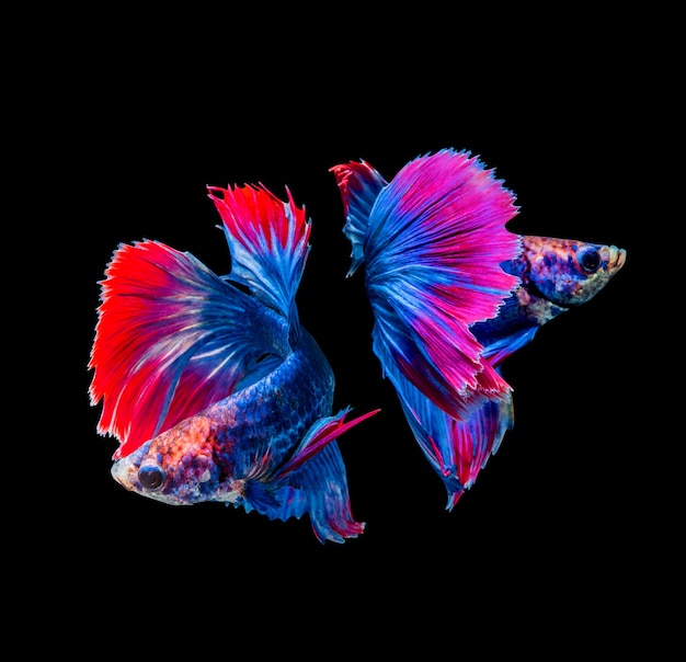 Betta splendens, pesce combattente siamese isolato su sfondo nero