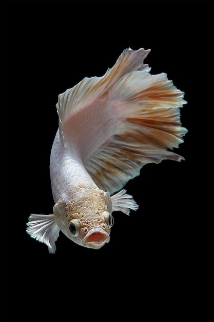 Betta splendenson zwarte achtergrond