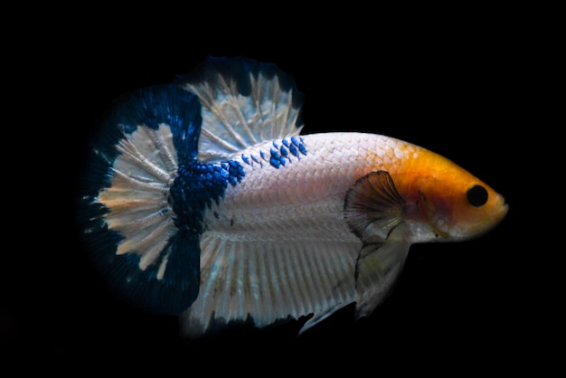 Betta vis blauwe rand met gele kop geïsoleerd op een zwarte achtergrond