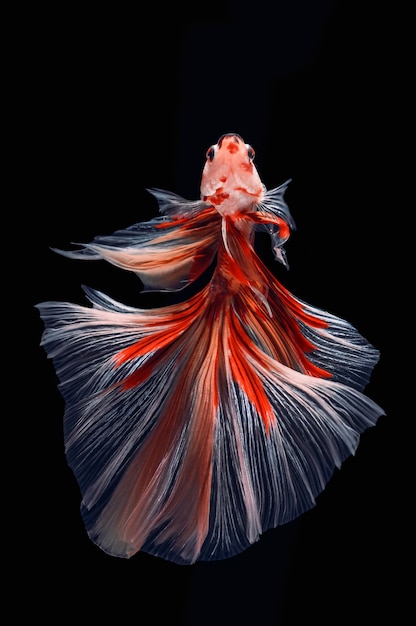 betta vis in het aquarium