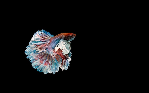 Betta vis, kempvissen, betta splendens geïsoleerd