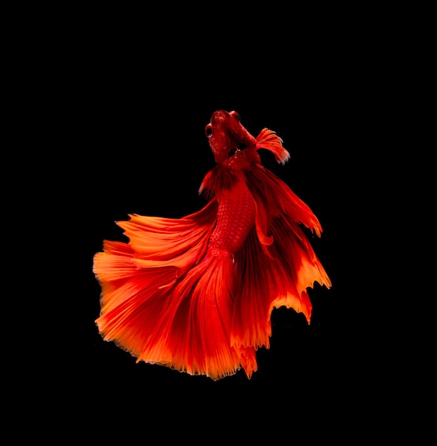 Betta-vis, kempvissen, betta splendens geïsoleerd