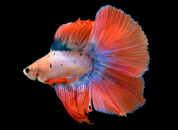 Betta vis of siamese kempvis