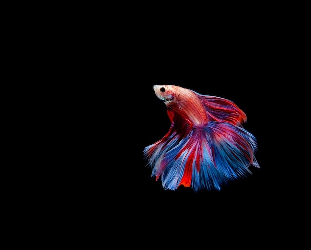 Betta vis, siamese kempvissen, betta splendens geïsoleerd op zwarte achtergrond