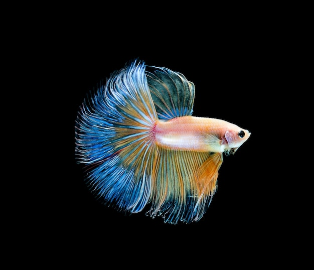 Betta vis siamese vechten betta splendens geïsoleerd op zwarte achtergrond