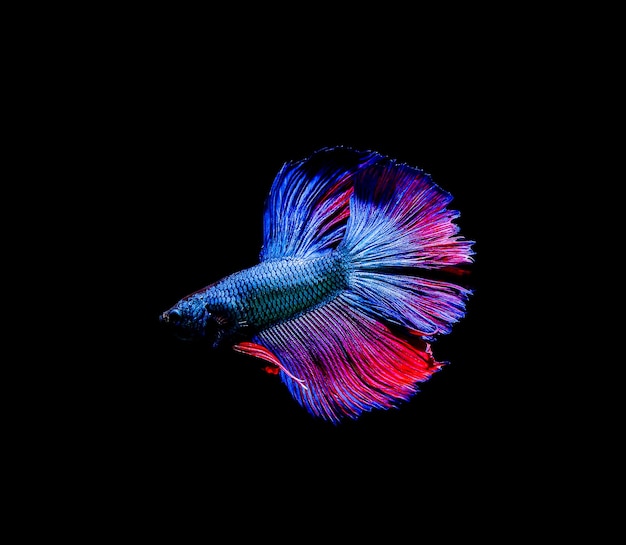 Betta-vis, siamese vechten, betta splendens geïsoleerd