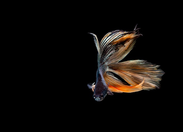 Betta vis, siamese vechten vis, betta splendens geïsoleerd op zwarte achtergrond