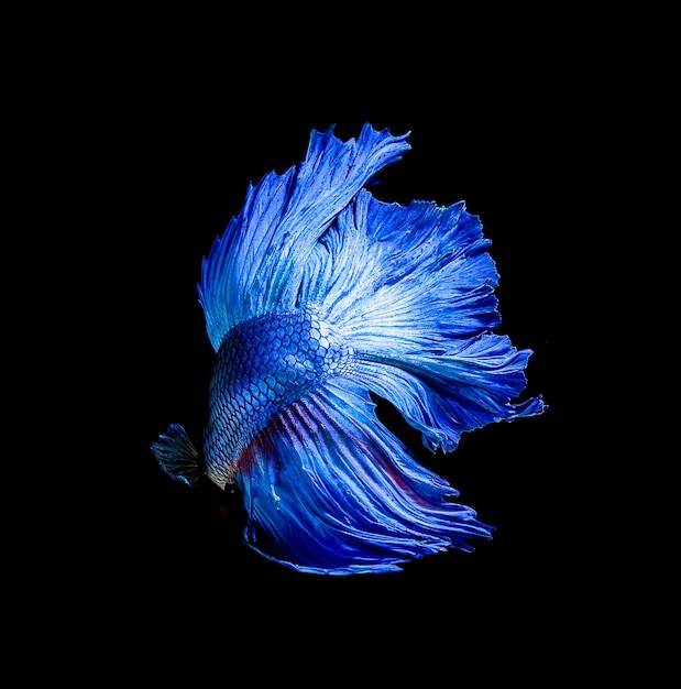 Betta vis siamese vechten vis betta splendens geïsoleerd op zwarte achtergrond