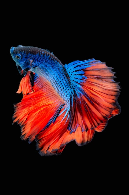 Betta vis