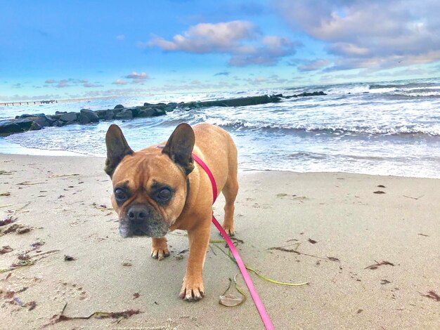 写真 ベティと海