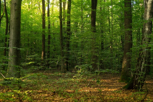 Foto beuken bos. de beuk is een loofboom, de belangrijkste bosvormende soort van de europese bossen