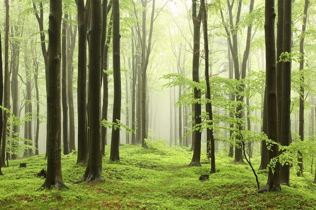 Beukenbomen in de lentebos op een berghelling in mistig, regenachtig weer