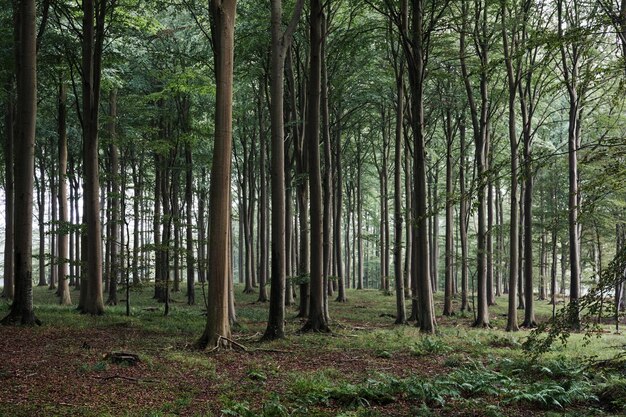 Foto beukenbos op het eiland