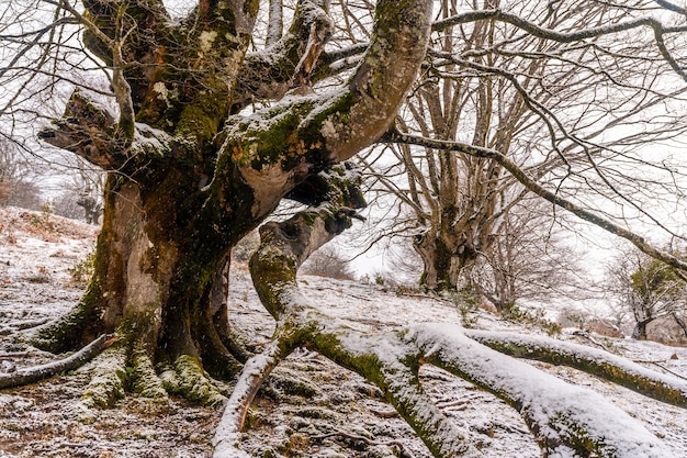 Beukenbos vol sneeuw in het bos van de berg Aizkorri in Gipuzkoa. Besneeuwde landschap door wintersneeuw