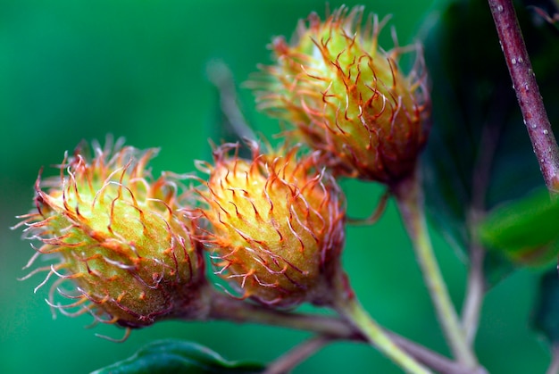 Beukenvruchten (Fagus sylvatica) op een tak