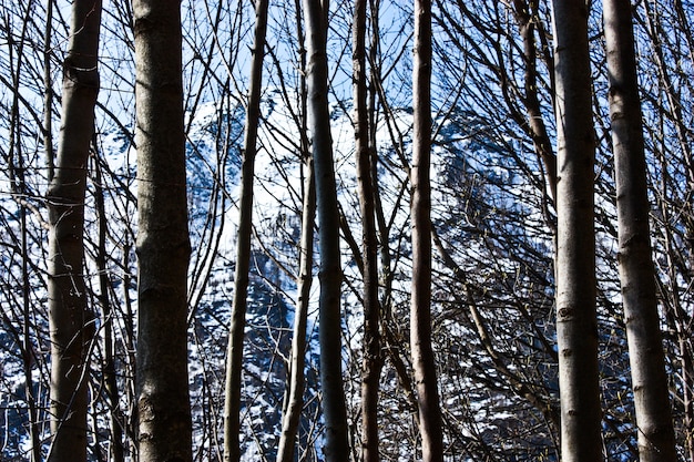 Bella vista sulle alpi attraverso la foresta, ottima per la carta da parati