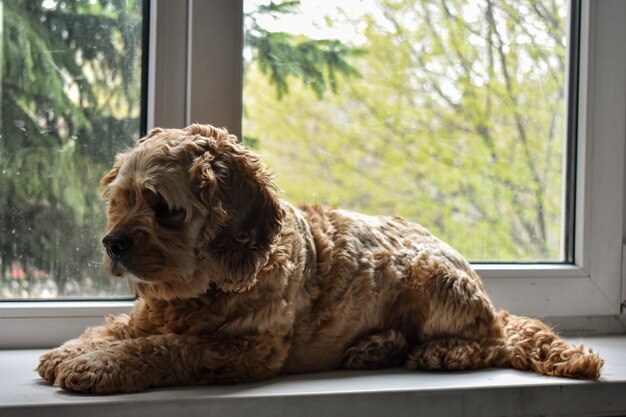 自宅で美しい犬のスパニエル