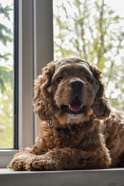 自宅で美しい犬のスパニエル