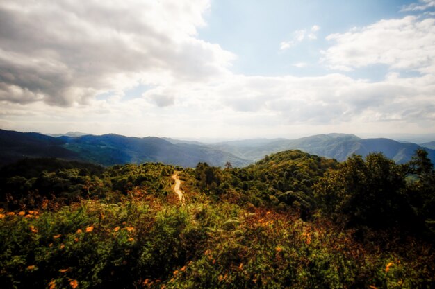 美しい森の風景