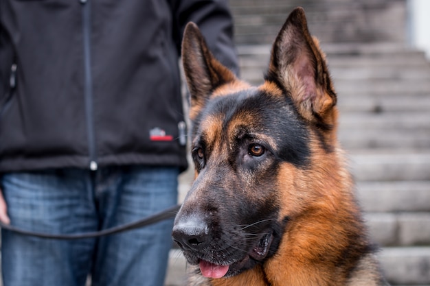 Beveiligingshond met zijn trainer