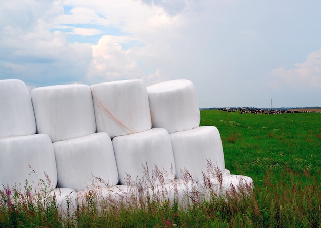 Beveled field and straw in rolls, laid neatly in a pile on the green grass