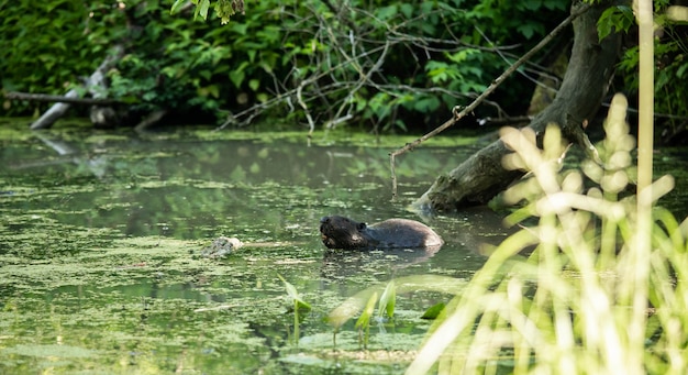 Bever rust in het water. Concept om te knagen, zwemmen, een dam te bouwen