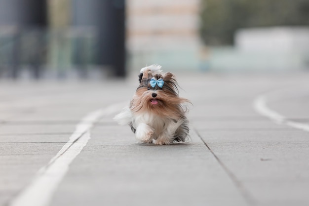 Bever Yorkshire Terrier hond op een wandeling. Leuke harige hond in de stad. Stedelijke hond