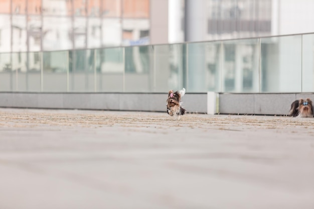 Bever Yorkshire Terrier hond op een wandeling. Leuke harige hond in de stad. Stedelijke hond