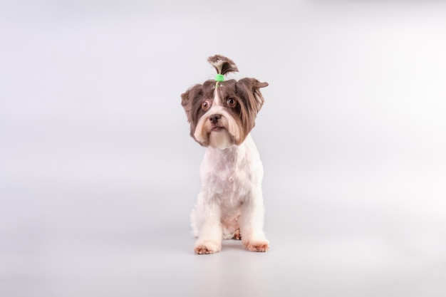 Bever Yorkshire Terrier na het verzorgen op een lichtgrijze achtergrond