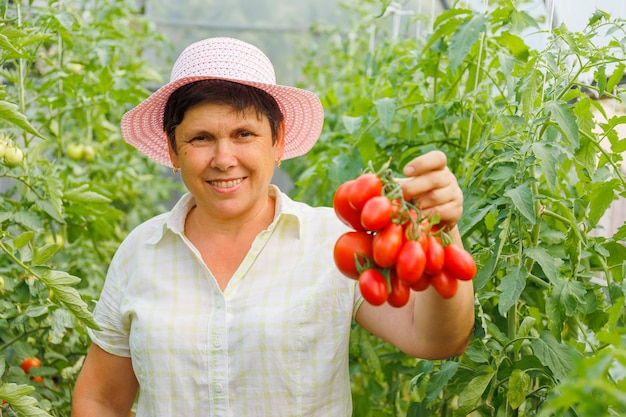 Bevredigde bejaarde vrouwelijke boer kijkt naar de camera die de tomaten oogst in de kas laat zien en glimlacht