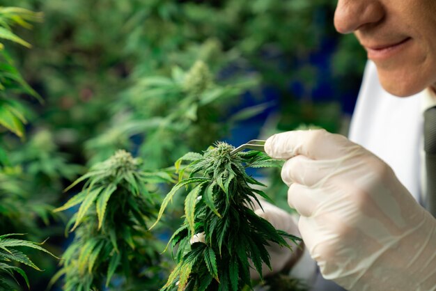 Bevredigende mannelijke wetenschapper die een pincet gebruikt om de knop van de cannabishennepplant te verwijderen