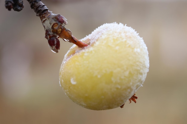 Bevroren appels in appelboomgaard