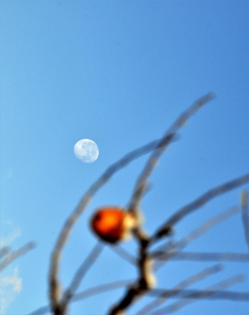 bevroren appels in een appelboomgaard op koud zonnig december morinig beeld