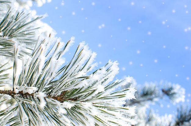 Bevroren bedekt met sneeuw en vorst boomtak.