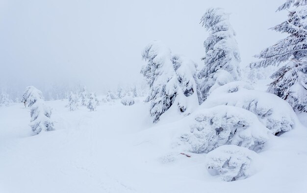 Bevroren besneeuwd dennenbos na sneeuwval en grijze lucht in nevel op winterdag Karpaten, Oekraïne