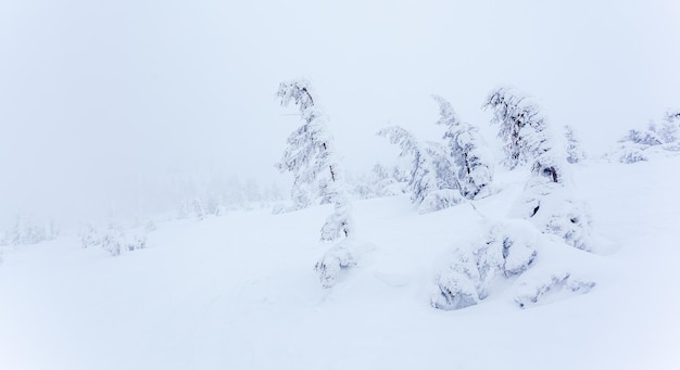 Bevroren besneeuwd dennenbos na sneeuwval en grijze lucht in nevel op winterdag Karpaten, Oekraïne