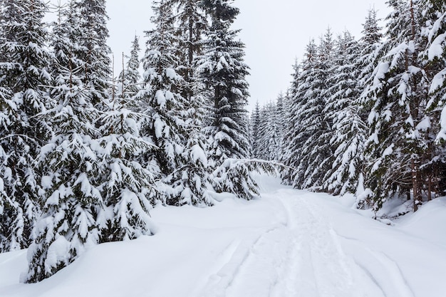 Bevroren besneeuwd dennenbos na sneeuwval en grijze lucht in nevel op winterdag Karpaten, Oekraïne
