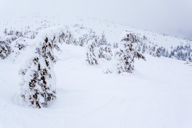 Bevroren besneeuwd dennenbos na sneeuwval en grijze lucht in nevel op winterdag Karpaten, Oekraïne