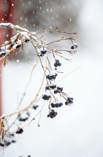 Bevroren bessen in de wintertuin en sneeuwval