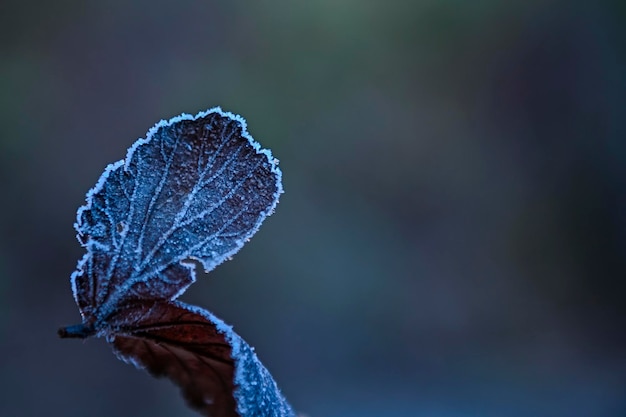 Bevroren blad in tegenlicht en onscherpe achtergrond