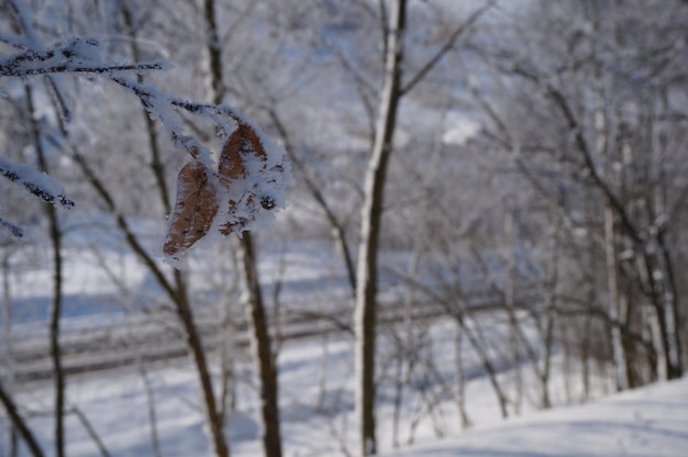 Foto bevroren bladeren aan een boom frosty ochtendsfeer wintersfeer