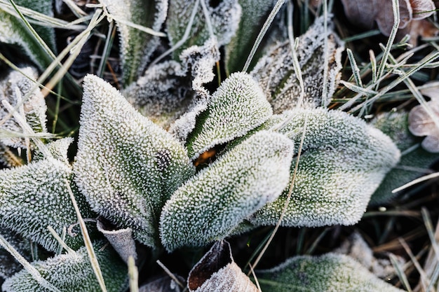 Bevroren bladeren bij winterweer